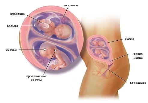 Признаки беременности двойней и развитие плодов по неделям, ощущения матери