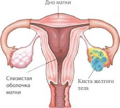 Размеры желтого тела при беременности по неделям и когда оно появляется