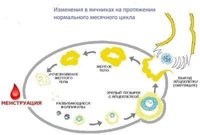 Размеры желтого тела при беременности по неделям и когда оно появляется