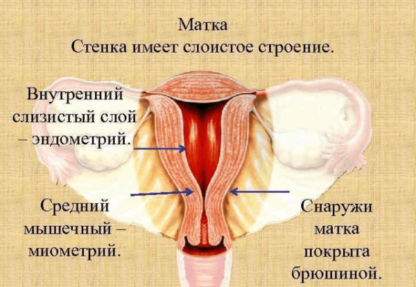 Симптомы тонуса матки при беременности и как снять самостоятельно